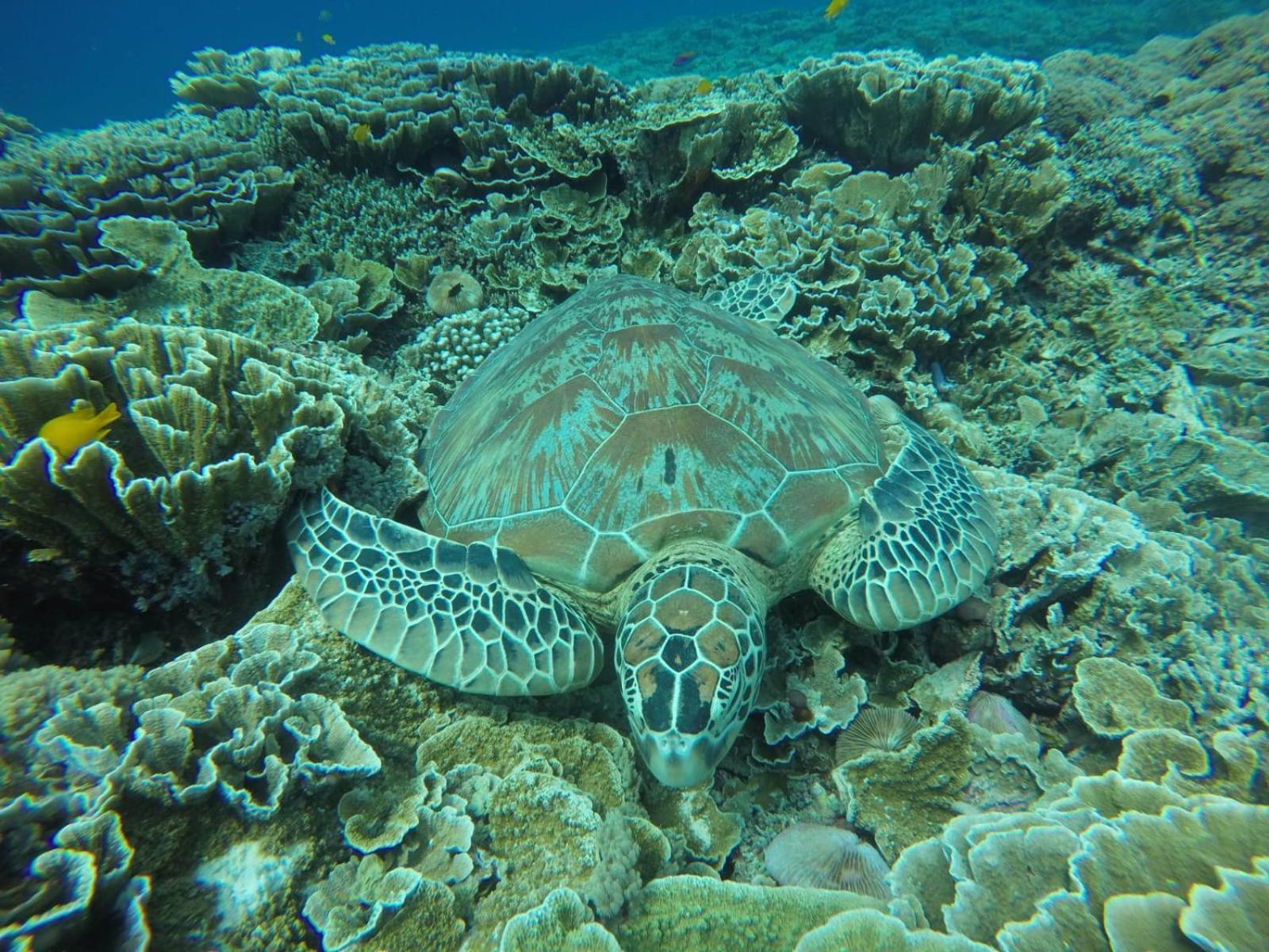 Fantastic Cottages Gili Meno Room photo